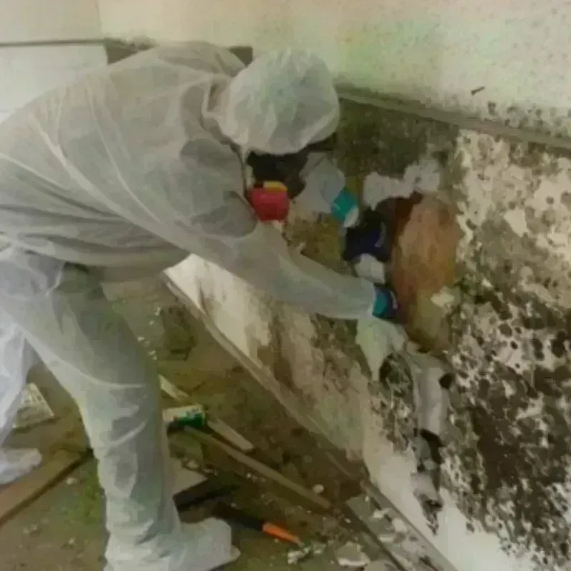 Mold Remediation and Removal in Stetson, ME